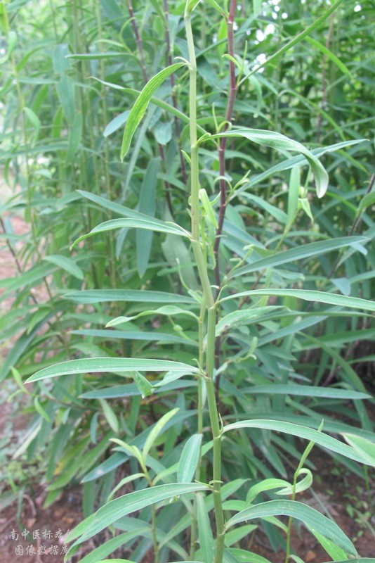 鲎壳刺中药图片植物图片