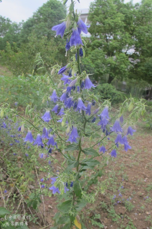 南沙參_原植物圖片——中藥標本館與藥用植物園圖像數據庫