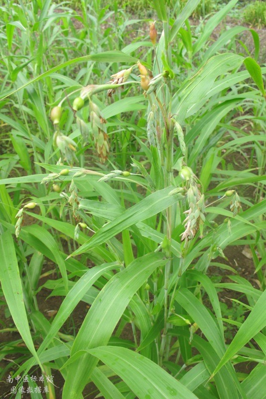 薏苡仁_原植物圖片——中藥標本館與藥用植物園圖像數據庫